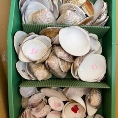 【無料】貝殻たくさん！　集まりすぎたので、活用してくださる方に。の画像