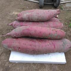 さつま芋　紅はるか　5Kgの画像