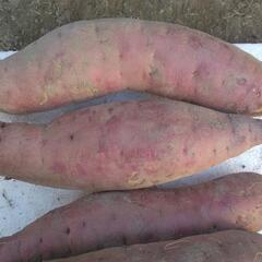 さつま芋　紅はるか　5Kgの画像