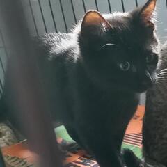 黒子猫決まりました