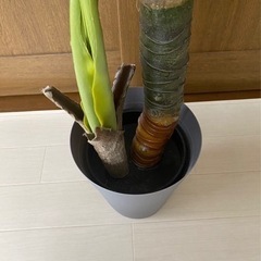 フェイクグリーン　モンステラの画像