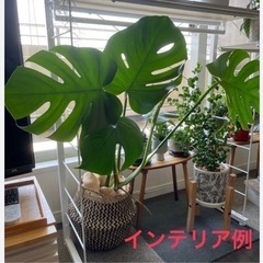 フェイクグリーン　モンステラの画像
