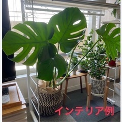 フェイクグリーン　モンステラの画像