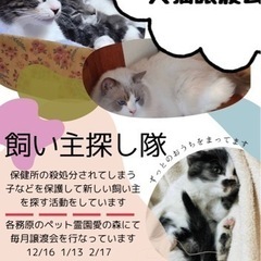 飼い主探し隊　犬猫譲渡会　各務原