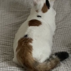 飼い猫が居なくなりました