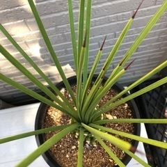 アガベ　ストリクタ　吹上の画像