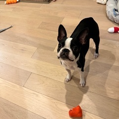 犬友募集！
