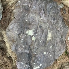 庭石①の画像