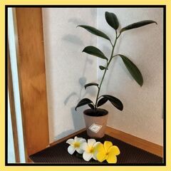 【月一葉っぱの成長🌿】