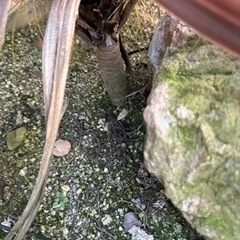 赤ドラセナ　レッドスター　幹立　70cm の画像