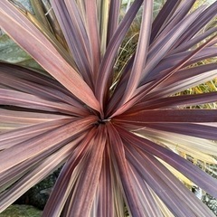 赤ドラセナ　レッドスター　幹立　70cm の画像