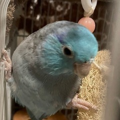 里親様決まりました。