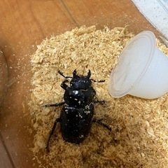 ギラファノコギリクワガタ　メス2匹　ノコギリクワガタの画像