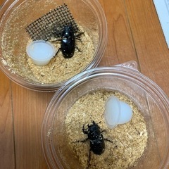 ギラファノコギリクワガタ　メス2匹　ノコギリクワガタ