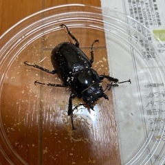 ギラファノコギリクワガタ　メス2匹　ノコギリクワガタの画像