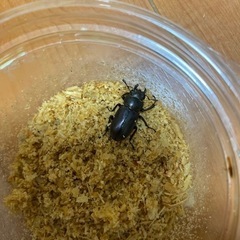 メタリフェルホソアカクワガタ　メス
