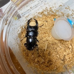 オオクワガタ　オス　クワガタムシ