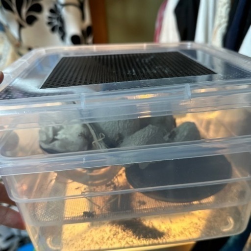 カナヘビ・飼育ゲージ類 、コオロギケース