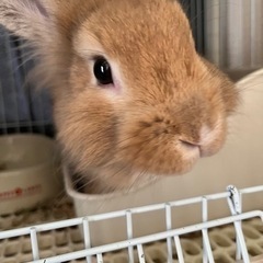 再投稿 MIXうさぎさん6ヶ月
