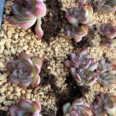 多肉植物　12月販売　　　の画像