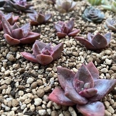 多肉植物　12月販売　　　の画像