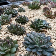 多肉植物　12月販売　　　の画像