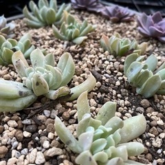 多肉植物　12月販売　　　の画像