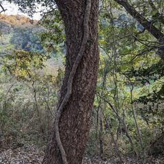 アベマキ、コナラの薪　予約の画像