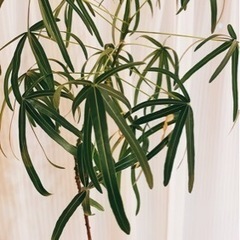 観葉植物【ボトルツリー】