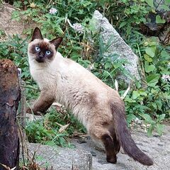 ブルーアイがきれい【シャム柄のロイくん】保護猫
