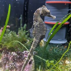 激安！海水魚☆☆☆ラインドシーホース☆☆☆