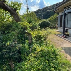 草刈り　雑木の伐採　承ります - 霧島市