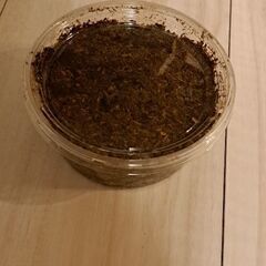 ノコギリクワガタ幼虫10匹