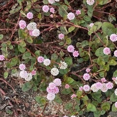 決まりました！ヒメツルソバ　宿根草