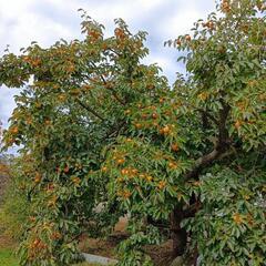 渋柿　15kg強　170個前後　今年最後です。①の画像