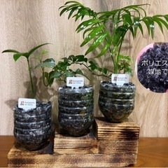 木型３段型　観葉植物３種【SDGｓ】