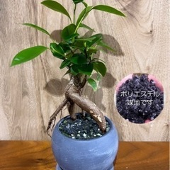 幸運を呼ぶガジュマル　グレー陶器【SDGs】