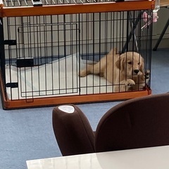 犬用ゲージ(ペット用品)