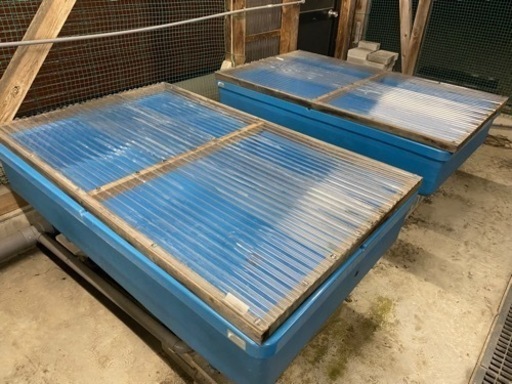 らんちゅうトーワケミカル水槽