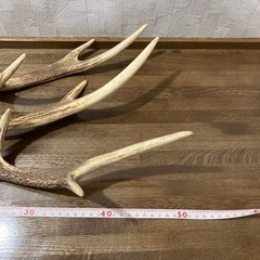 鹿の角　3本セットの画像