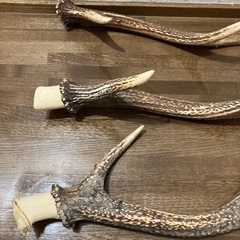鹿の角　3本セットの画像