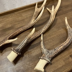 鹿の角　3本セットの画像