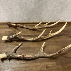 鹿の角　3本セットの画像