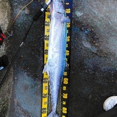 釣り仲間募集 - その他
