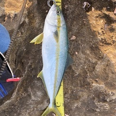 釣り仲間募集 - 米子市
