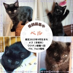 黒猫子猫　少し長毛　12月譲渡会参加予定