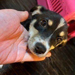 脚長わんこ