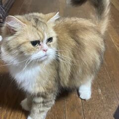 猫ちゃん譲ります。チンチラとミニュエットの子供です