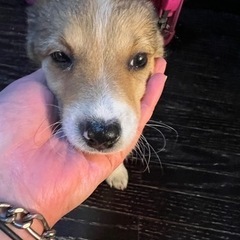 おおきめわんこ