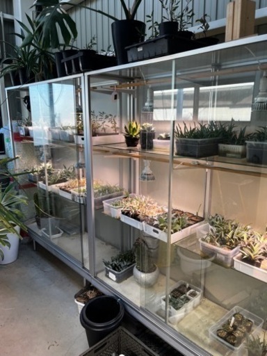 大型　ガラスケース　植物温室　アガベ　塊根